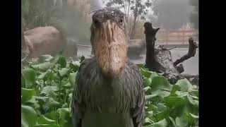 ShoeBill Stork meme In Rain no Rain effect [upl. by Ihdin]