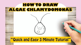 How to Draw Algae Chlamydomonas [upl. by Repsag]