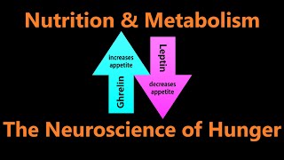 The Neuroscience of Hunger  Leptin Ghrelin Obesity and Regulating Hunger [upl. by Haland]