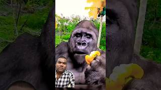 Man change to gorilla gorilla comedy monkey funny animals youtube magic agtauditions [upl. by Pell]