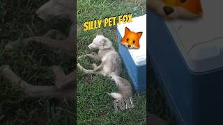 A fox lollygagging🦊😂fox animals exotic nature pets pet kentucky ky silverfox cool fun [upl. by Leler518]