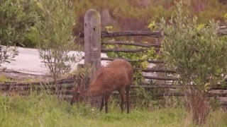 Common Duiker browsing at Phillipskop [upl. by Sager]