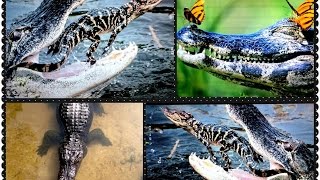 ВИДЕО НЕ ДЛЯ СЛАБОНЕРВНЫХ ЛЮДЕЙ ATTACKS ALLIGATORS amp CROCODILES GATORLAND FLORIDA FL 2015 [upl. by Itsyrc]