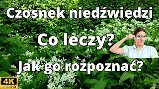 Co leczy czosnek niedźwiedzi Jak go rozpoznać [upl. by Bak]