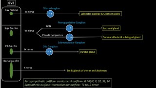 Latest From Anatomy by Dr Ashwani Kumar [upl. by Nooj]