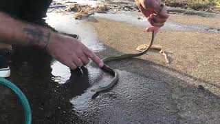 Flooding a Yellow Faced Whip Snake out of a Crack [upl. by Eydnarb]