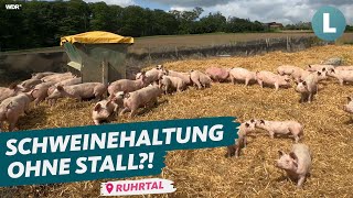 SchweineMassentierhaltung unter freiem Himmel  wie geht das  WDR Lokalzeit LandSchafft [upl. by Rollins228]