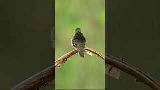 Colibri Bombilla [upl. by Langelo101]