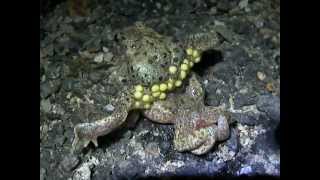 Part 2 Midwife Toad Alytes obstetricans amplexus [upl. by Chicky]