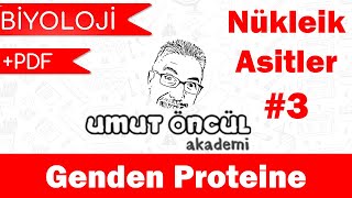 Biyoloji  AYT  Nükleik Asitler ve Protein Sentezi 3  PDF [upl. by Ellerahc]