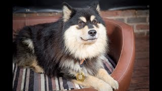 Kissa  Finnish Lapphund  35 Weeks Residential Dog Training [upl. by Shanon]