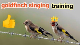 goldfinch singing training 2020 [upl. by Sartin]