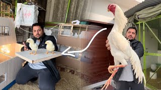 King Shamo k Bachy Nikl ayeWhite Shamo ki New Entry How To Hen Hatching chicks at home Hsn [upl. by Bromleigh]