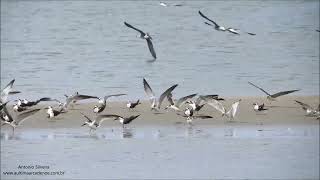 Flock of Black Skimmer Rynchops niger by Antonio Silveira [upl. by Lionello]