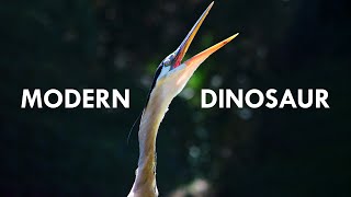 Herons Are Modern Dinosaurs [upl. by Assanav231]