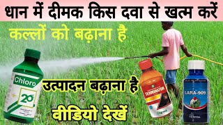 धान में लगी दीमक इस दवा से पूरी खत्म। dimak ki davachlorpyrifos insecticide uses in paddy [upl. by Gwendolin]