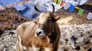 Ambient Silent Hiking with Animals of the Himalayas [upl. by Naugan]