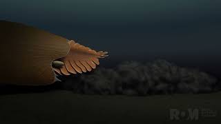 Massive New Animal Species Discovered in HalfBillionYearOld Burgess Shale [upl. by Klarika]