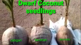 THREE DIFFERENT VARIETY OF DWARF COCONUT [upl. by Eedeed]