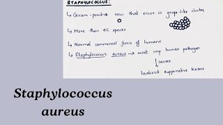 Staphylococcus aureus Medical Microbiology  Handwritten notes [upl. by Atiuqad]