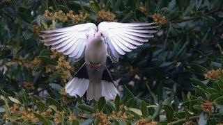 chants amp cris de la tourterelle turque  song amp call collared dove [upl. by Meerek]