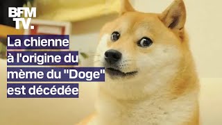 Kabosu la chienne à lorigine du mème du quotDogequot et du dogecoin est décédée [upl. by Bancroft559]