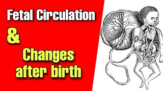 Fetal Circulation amp postnatal changes  Understanding the amazing transition  Pediatrics by Tutor [upl. by Kimitri340]