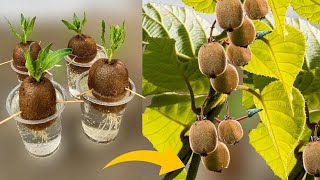 How To Grow Kiwi Plants From Kiwi Fruit  How To Grow Kiwi from Seed  Growing Kiwi Plants jk [upl. by Bogusz]