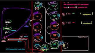 Lipoproteins Part 7 of 7  HDL High Density Lipoprotein [upl. by Nais]