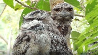 Living with Tawny Frogmouths [upl. by Acquah222]