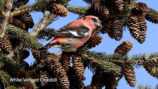 Whitewinged Crossbill  Twobarred Crossbill  How They Feed [upl. by Tisha282]