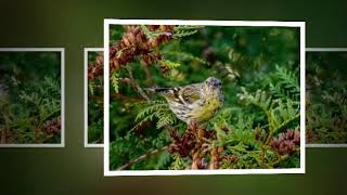 Eurasian Siskin Carduelis spinus song [upl. by Oiramad]