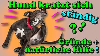 Mein Hund kratzt sich ständig  Großer Juckreiz beim Hund  Woher kommt er und was kann man tun 🤔 [upl. by Mcevoy490]