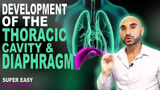 Embryology of the Diaphragm and Thoracic Cavity Easy to Understand [upl. by Jennings]