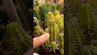 Euphorbia variations succulents cactus plants [upl. by Tortosa]