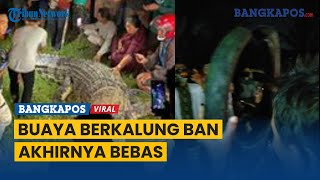 Buaya Berkalung Ban di Palu yang Viral Ditangkap Kini Ban telah Dilepas Warga [upl. by Ldnek]