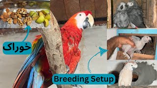 Macaw Parrots Breeding and Feeding Setup  Grey Parrots Breed  Parrots Perfection Macaw Species [upl. by Eirrol430]