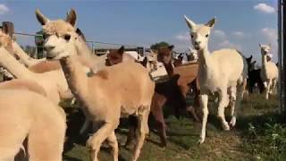 Wandern mit Alpakas in Nürtingen So entspannend wirken die süßen Tiere [upl. by Margreta]