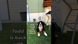 Monday’s with Todd mondaymotivaton mondayfunday dadjokes cutedog behindthescene [upl. by Ducan]