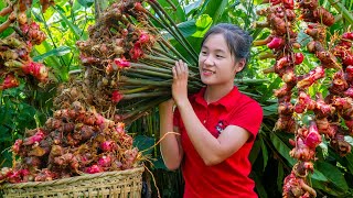 Harvest GALANGAL ROOT Goes to the market sell  Ella Daily Life [upl. by Yenttirb754]