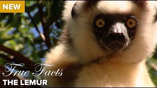 True Facts The Lemur [upl. by Zebadiah]