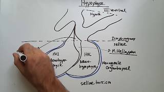 Endokrine Organe Hypothalamus Hypophyse Schilddrüse amp Co [upl. by Jenni914]