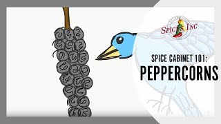 Spice Cabinet 101 Peppercorns [upl. by Selestina]