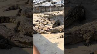 when crocodiles fight over food crocodile wildlife animals [upl. by Kurman57]