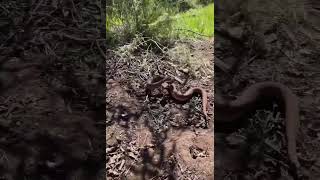 Rattlesnake Almost got the Cameraman 😬🎥🐍 [upl. by Nemhauser]