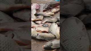 Leviticus 11  Dietary Laws in Leviticus   KJV Minute  KingJames Bible explained [upl. by Nellda]