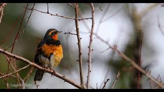 VARIED THRUSH ON DECEMBER LIMBS thrush [upl. by Nicolas]