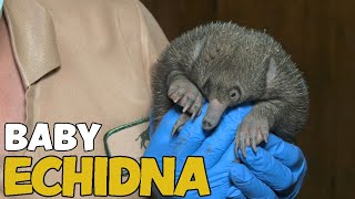 Baby Echidna Puggle Born [upl. by Reffotsirhc]