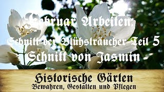 Arbeiten im Februar Blütensträucher schneiden TEIL 5 Schnitt von sommerblühendem Jasmin [upl. by Izzy828]