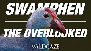 Purple Swamphen  The Overlooked  4K  Birds Of Kerala  WildGaze [upl. by Jere]